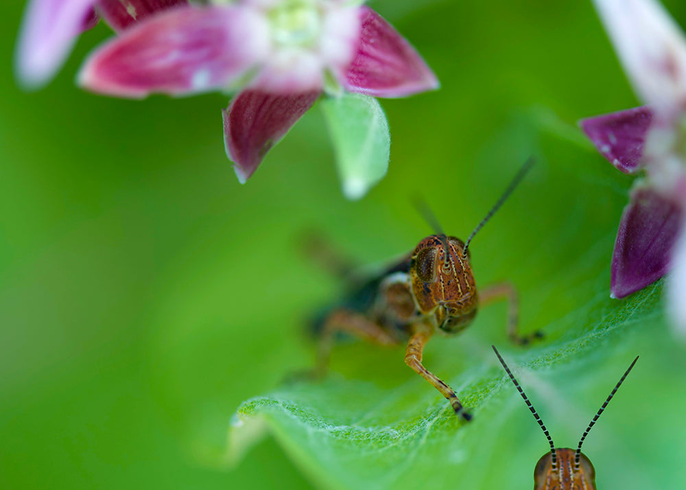 Grasshopper-Milkweed