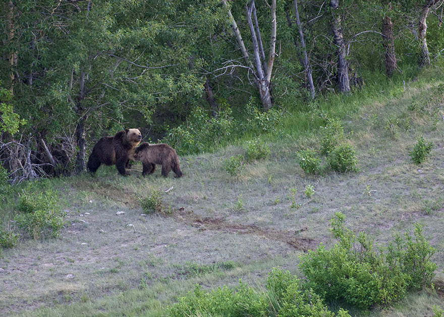 Grizzly Bear