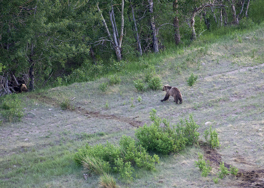 Grizzly Bears