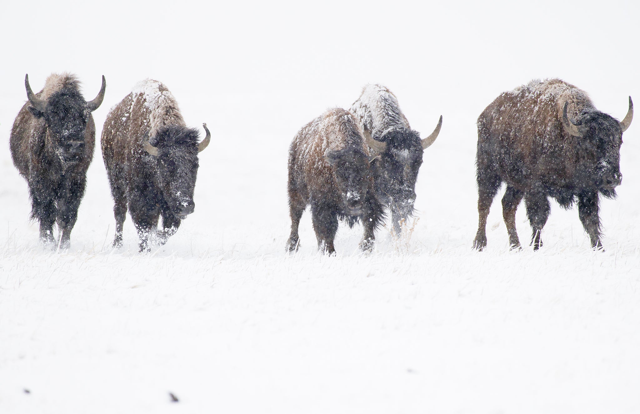 snow covered buffalo on the prairie