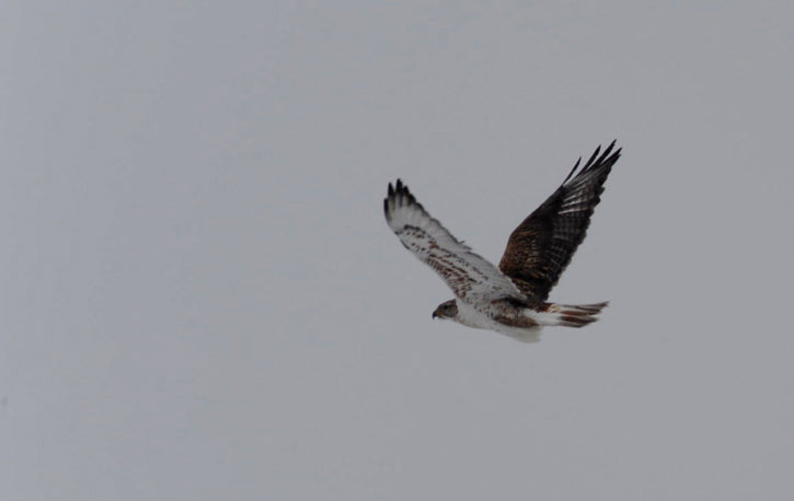 Falcon flying against grey sky