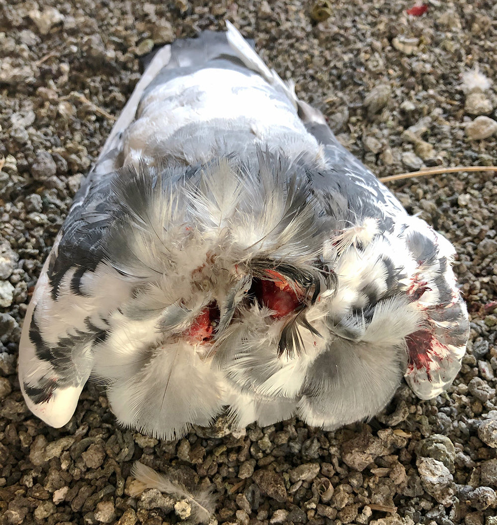 GRAPHIC: Headless Pigeon