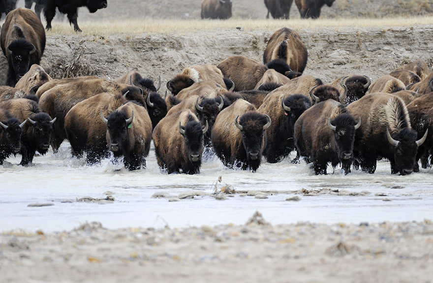 buffalo crossing the cheyenne river