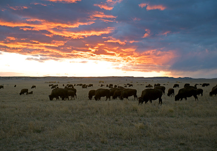 Bison at Sunset