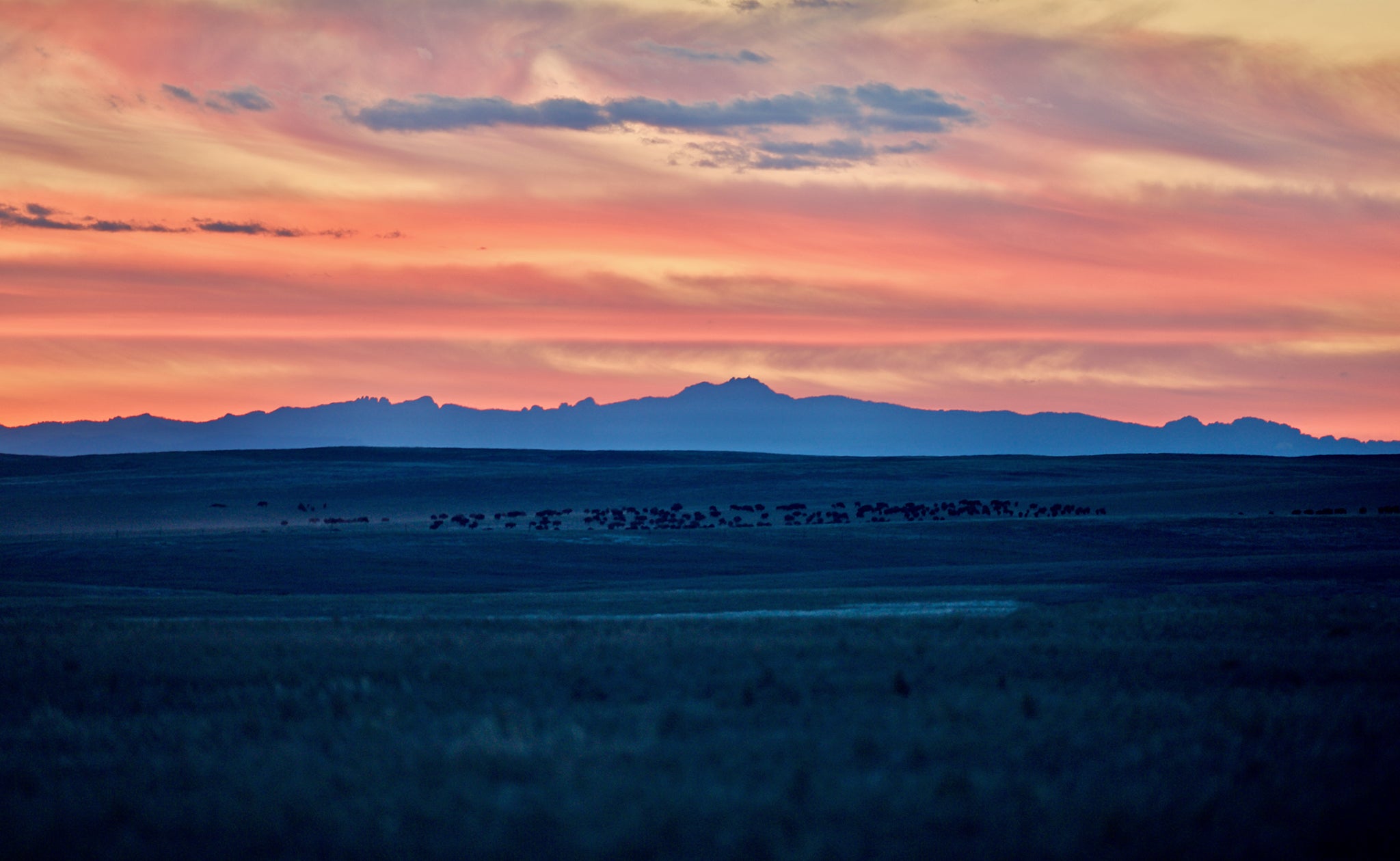 Bison in Black Hills Shadow