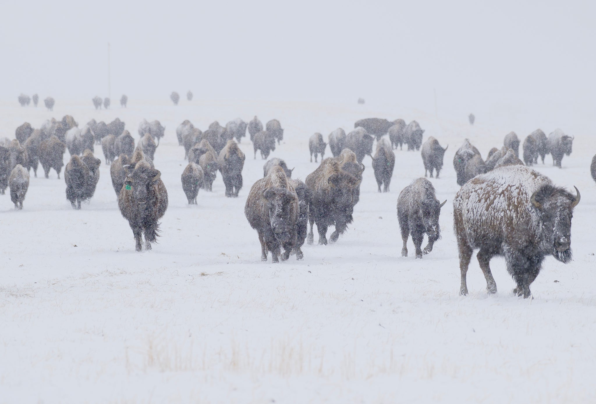 bison on the snow covered prairie