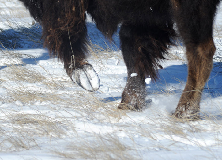 Bison Hooves Kicking up Snow