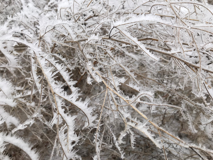 Ice on Tumbleweed