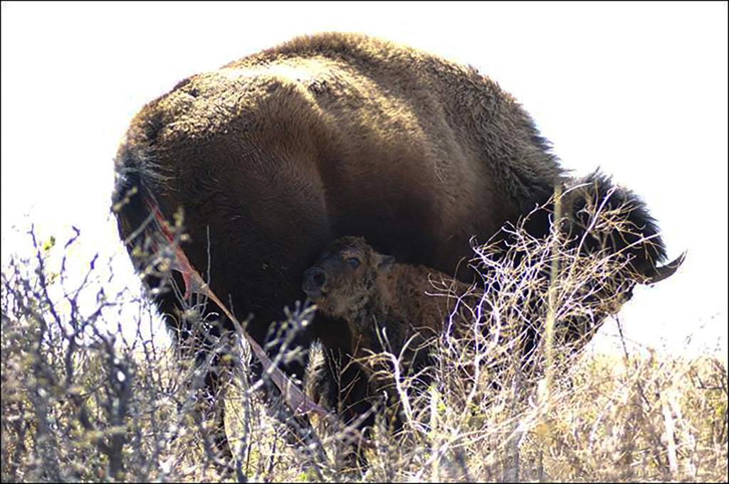 Just Born Bison Calf