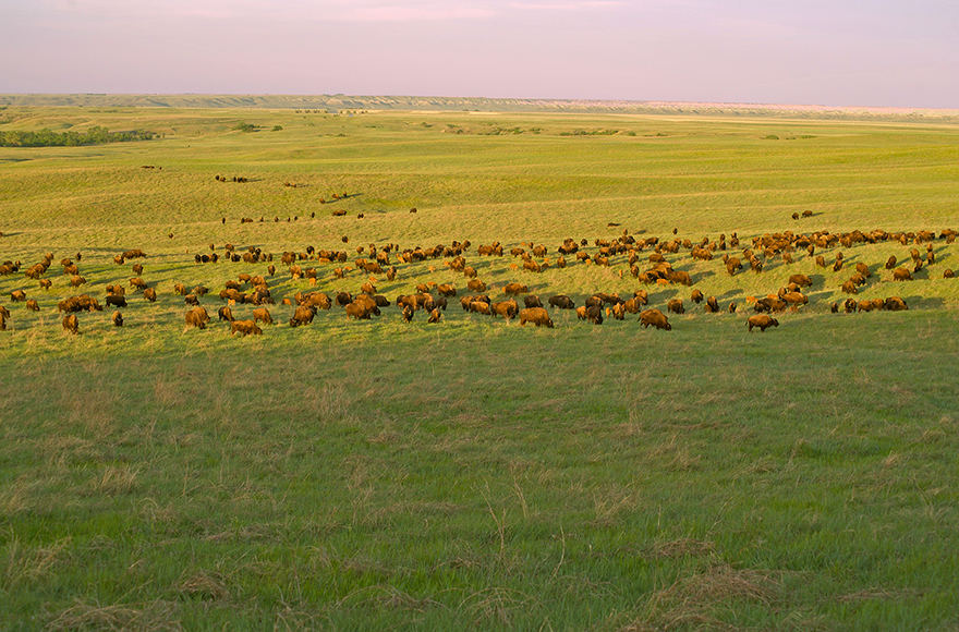 wide shot of buffalo herd on a large prairie landscape