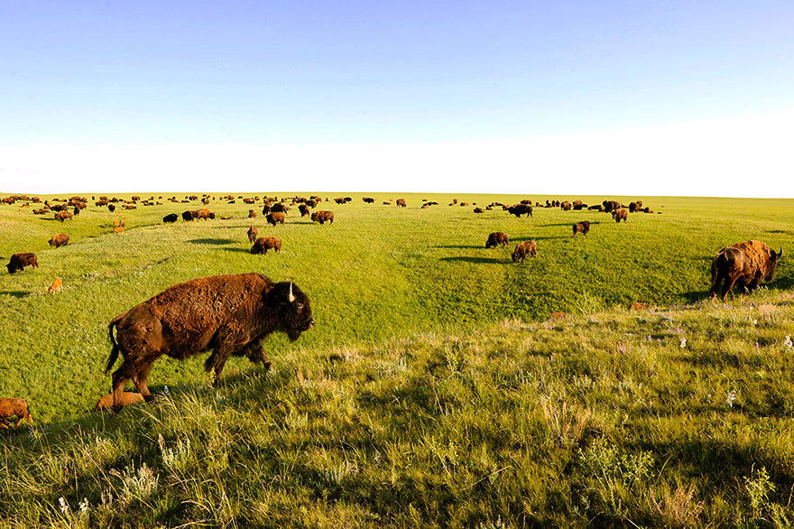 Bison on Prairie