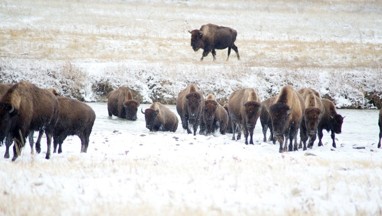 Buffalo herd crossing winter river