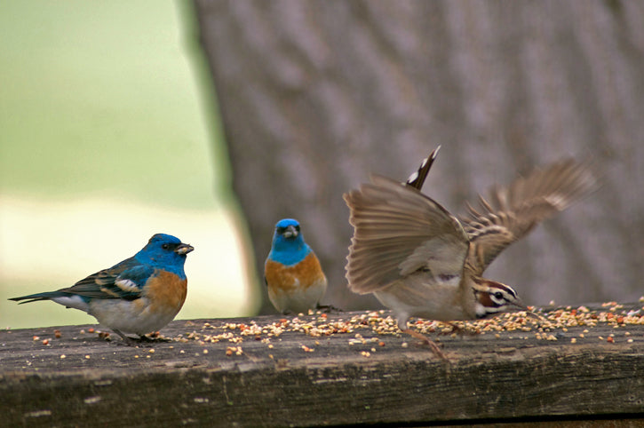 Blue and orange birds