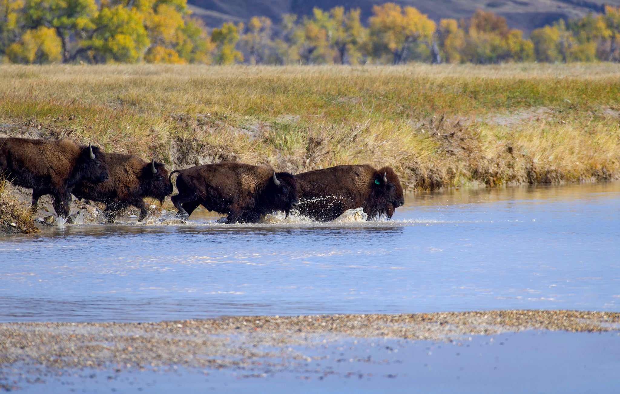 Lead Buffalo Cow Crosses river