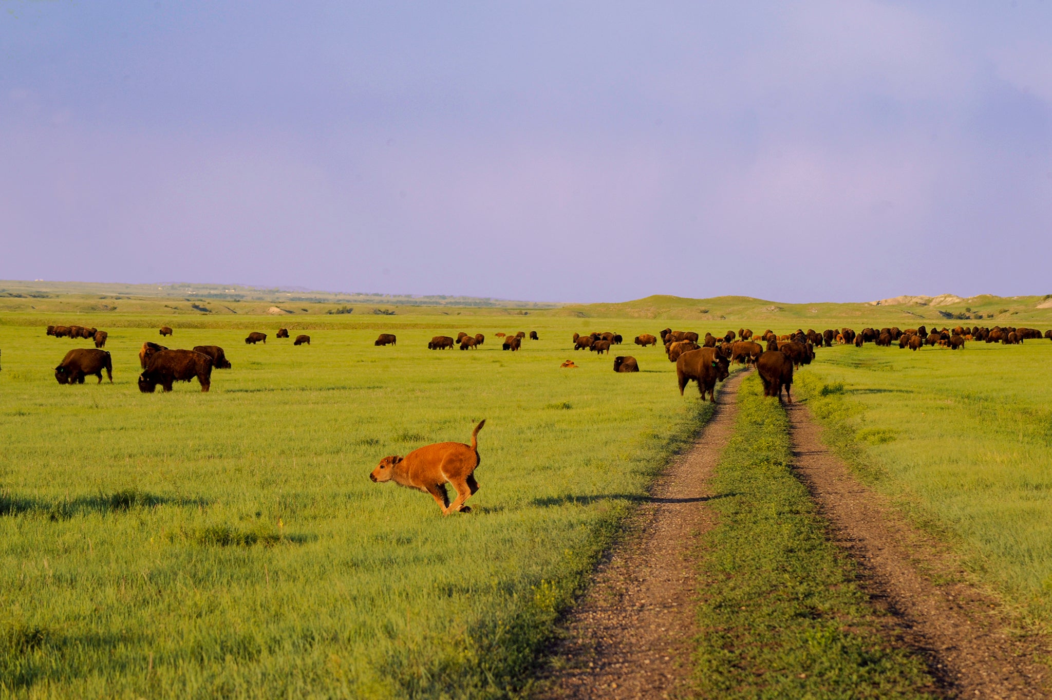 Bison Herd