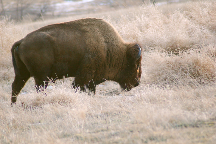 Bull grazing in prairie pasture