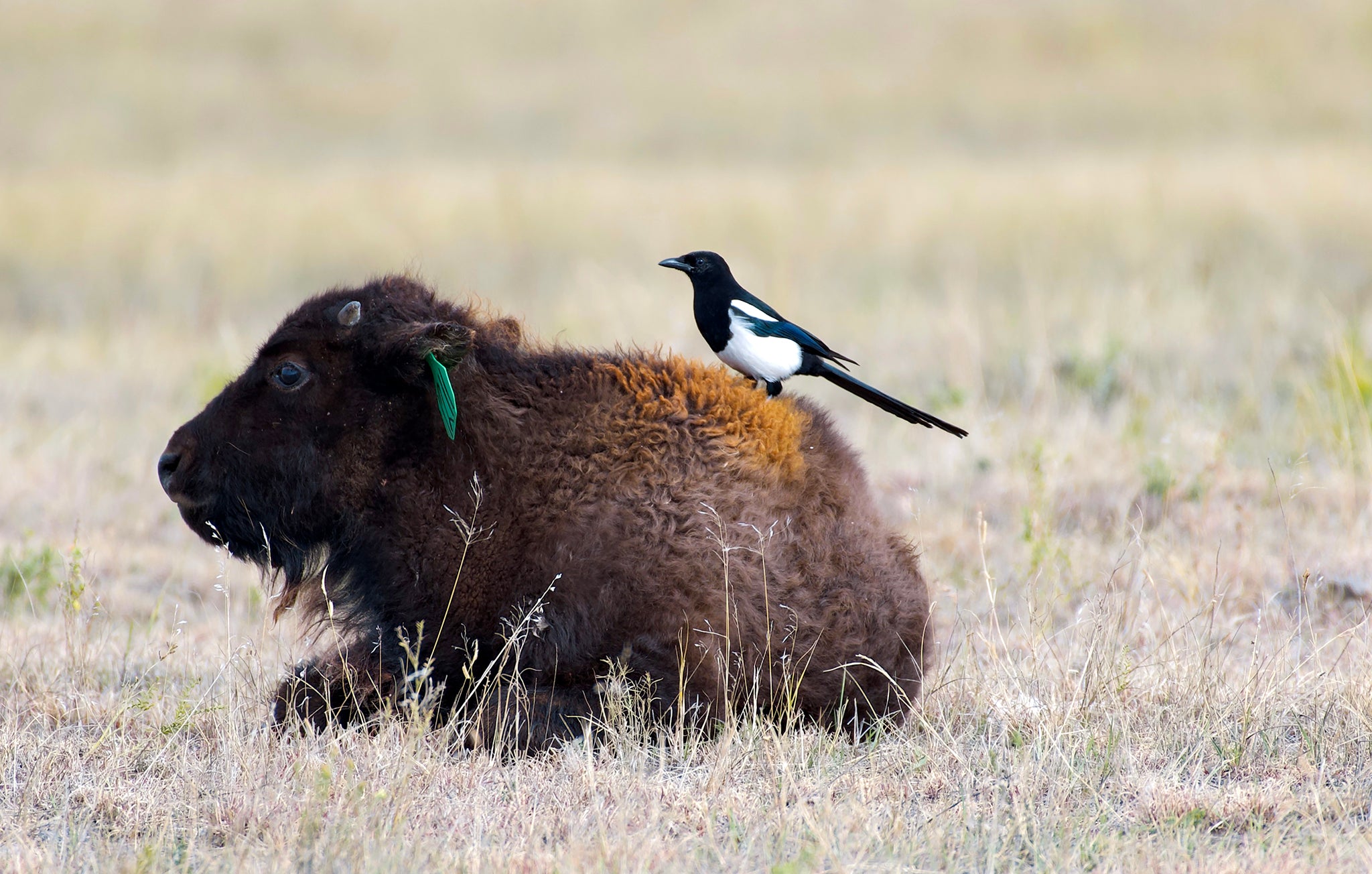 Magpie on Baby Buffalo