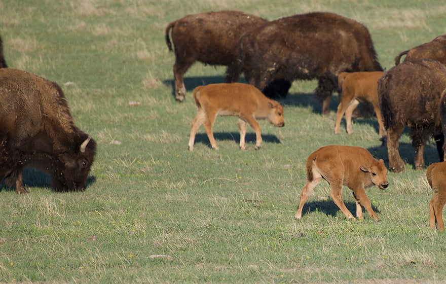 Bison Maternity Ward