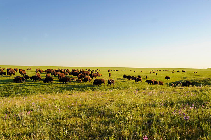 buffalo herd in spring on a green open prairie with wildflowers