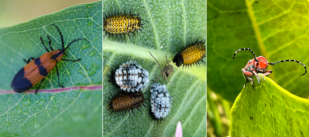 Milkweed Bugs & Milkweed Beetles