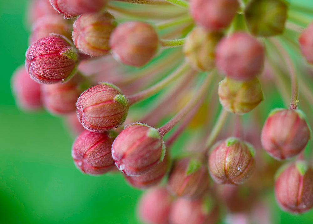 Milkweed Flower Buds