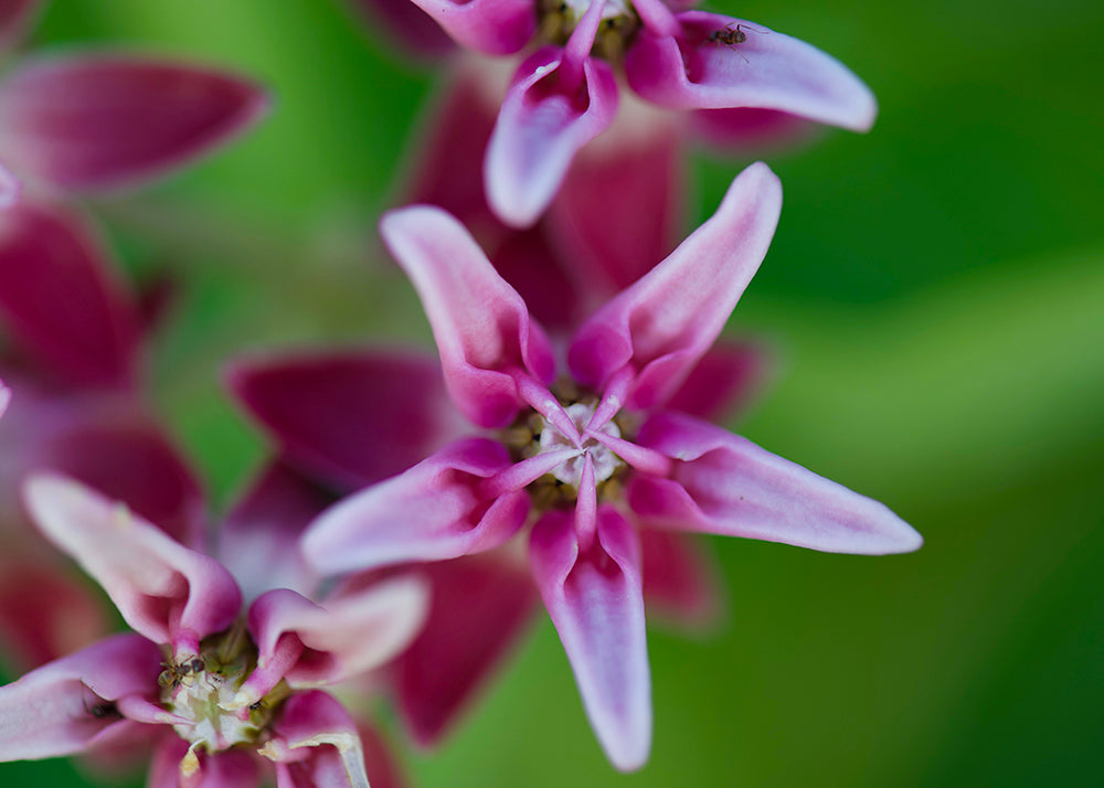 Milkweed Flower