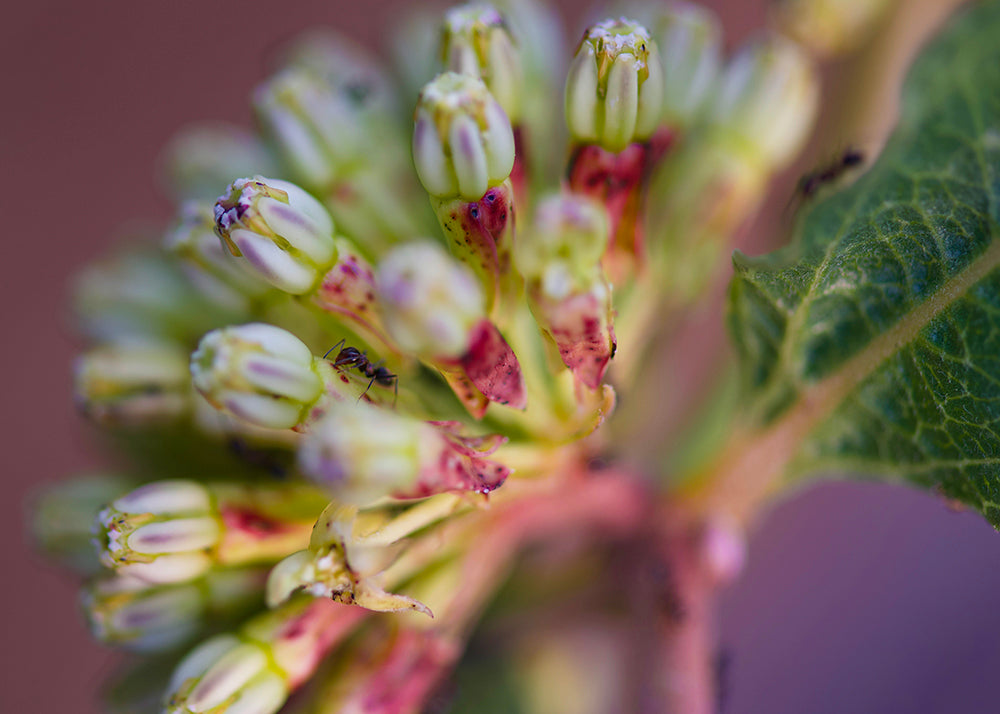 Milkweed Flower Head