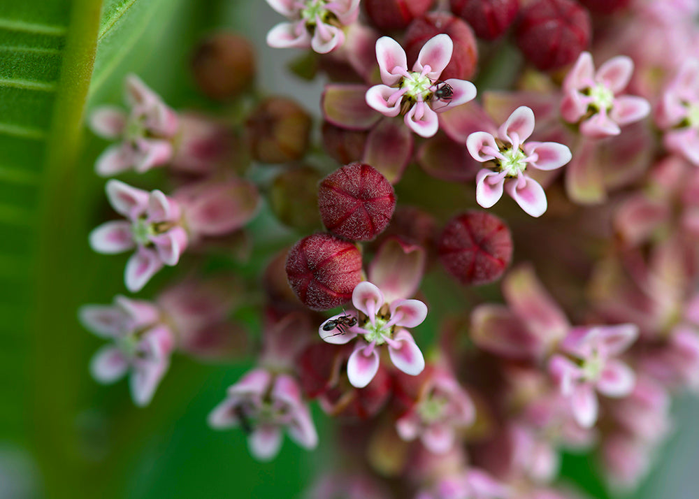 Milkweed Flower