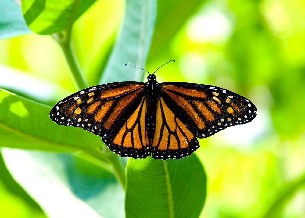 Monarch Butterfly