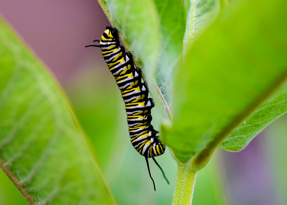 Monarch Butterfly Caterpillar