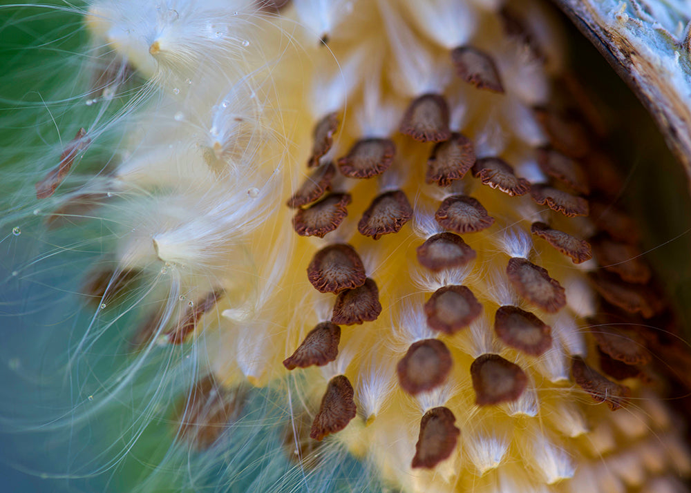 Milkweed Pod Opened with Seeds & Silk