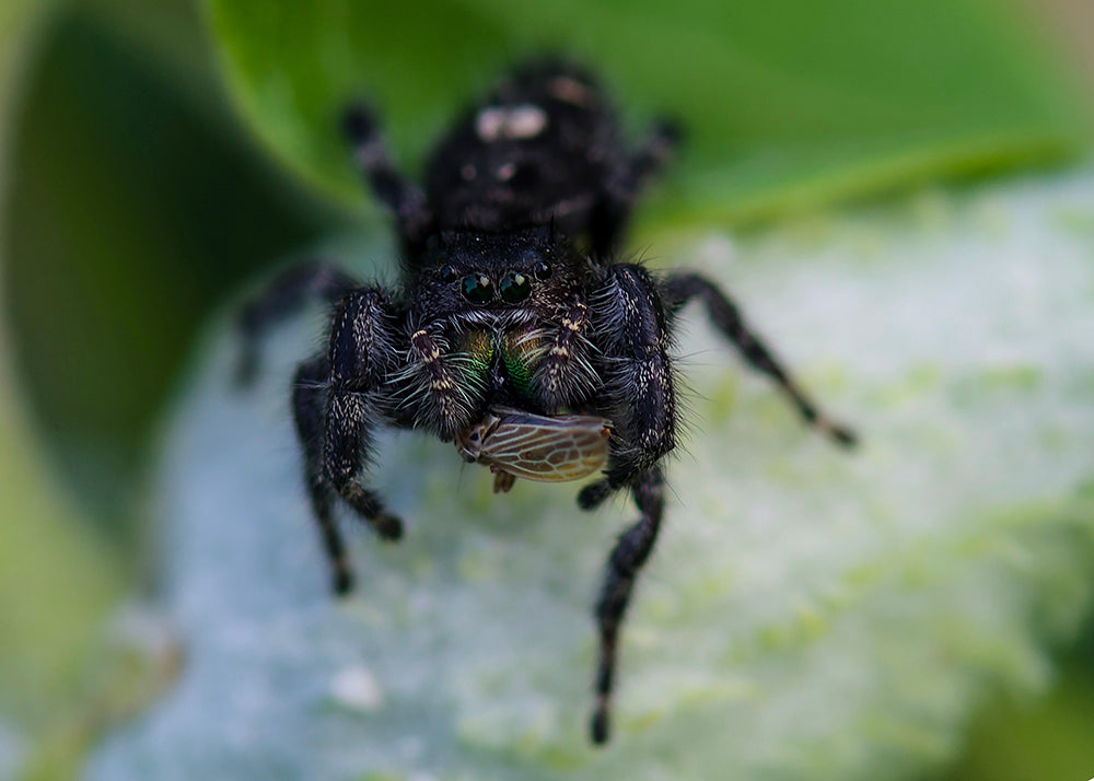 Wolf spider in Milkweed Eating Grasshopper