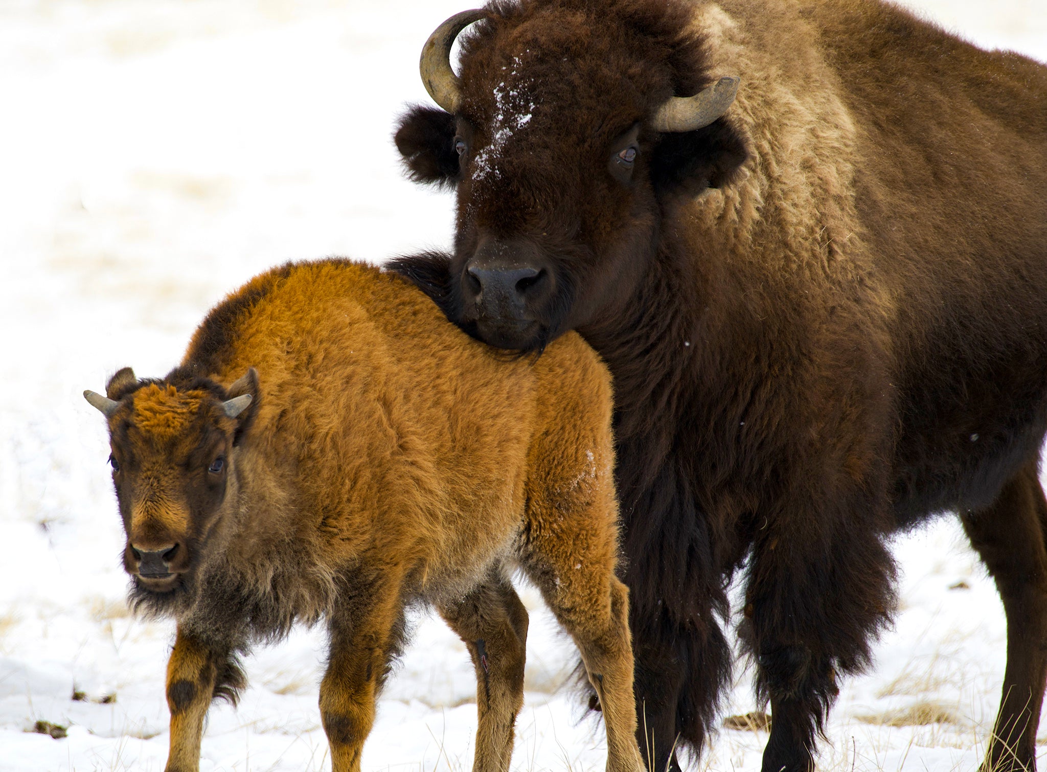 young buffalo in the snow