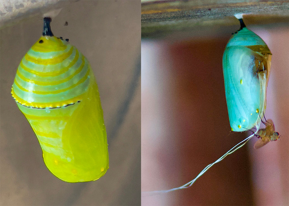 Chrysalis in two stages