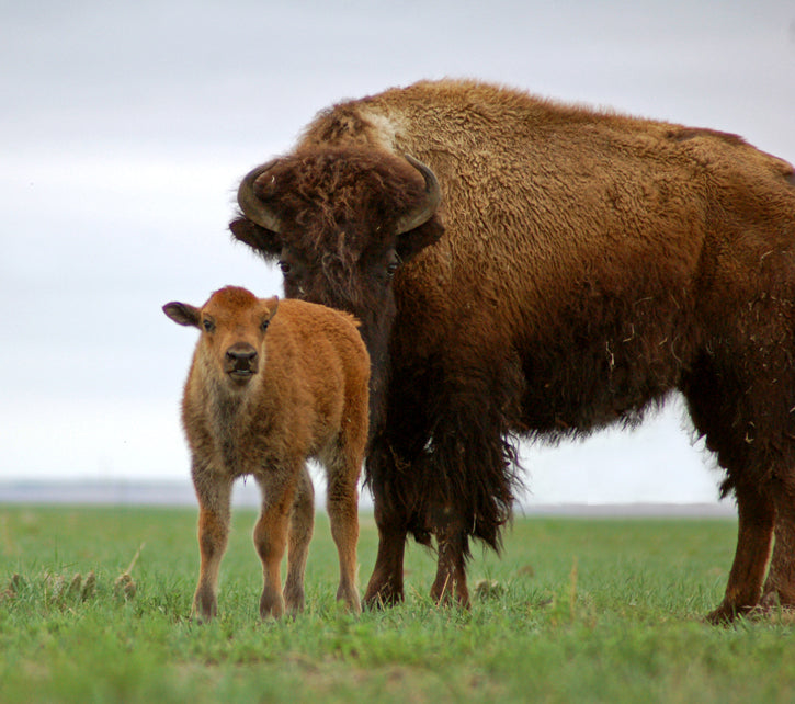Calf standing in front of a buffalo cow