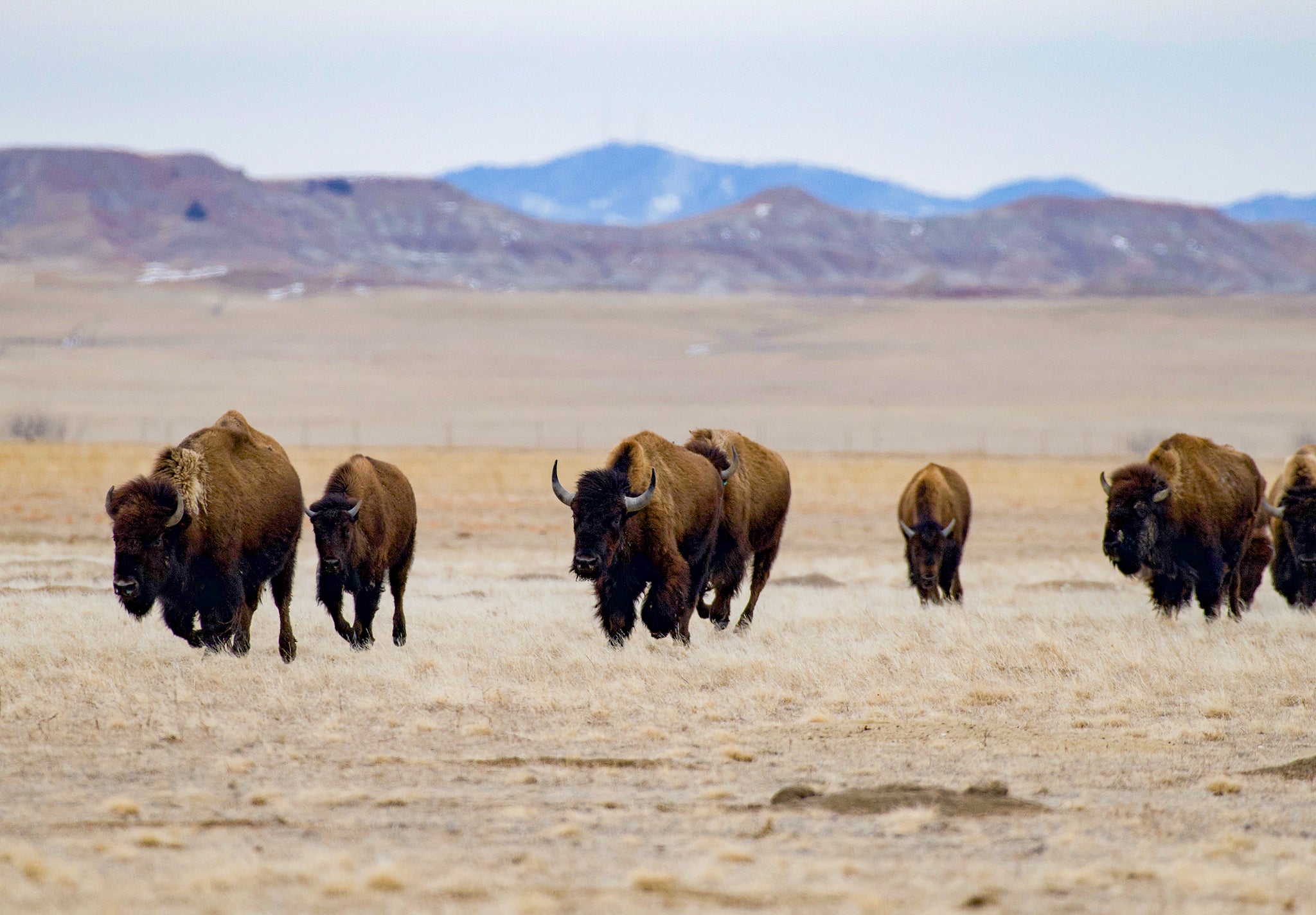 bison walking on the prairie