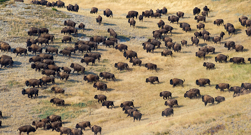 bison grazing freely on the prairie