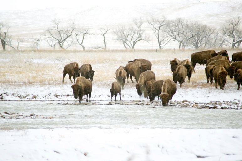 Buffalo herd crossing river