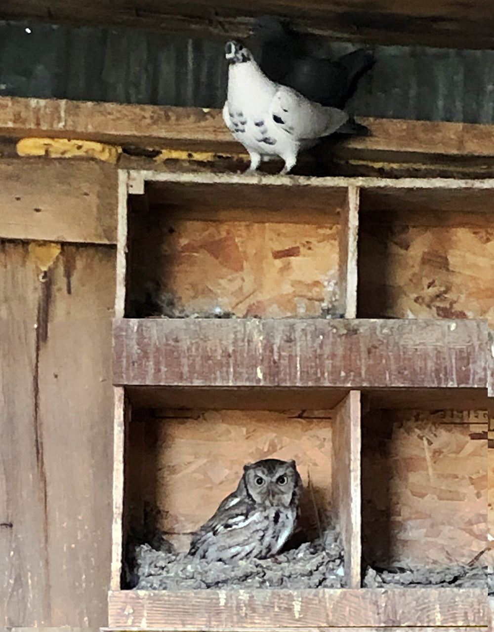 Screech Owl inside a pigeon coop