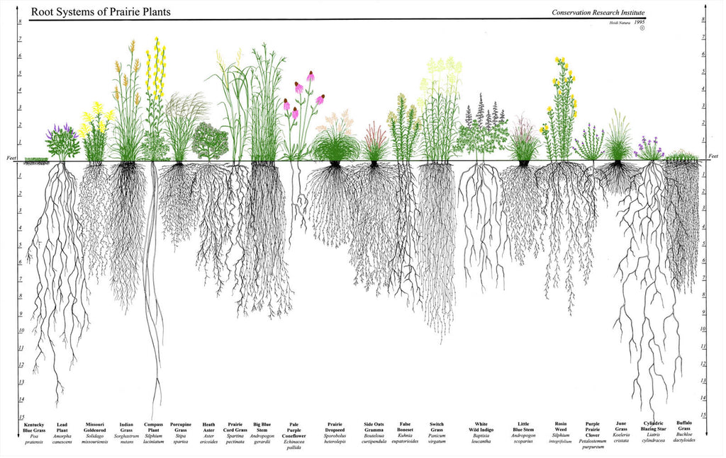 Deep-rooted Prairie Grasses