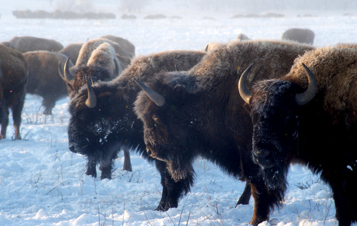 Buffalo in Snowfall
