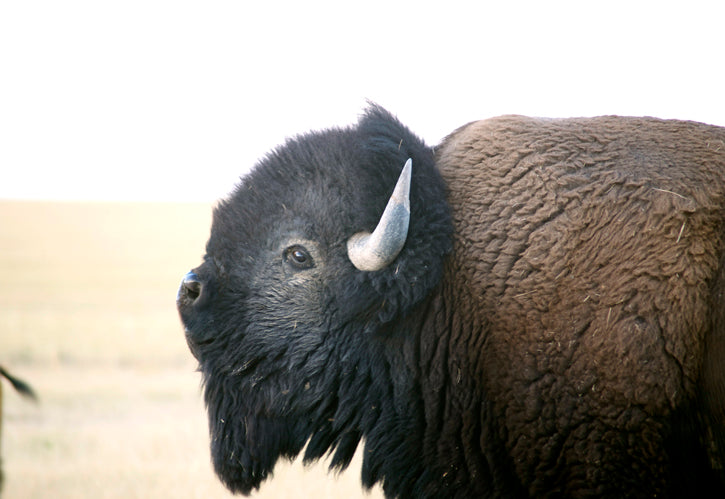 Bull sniffing the air