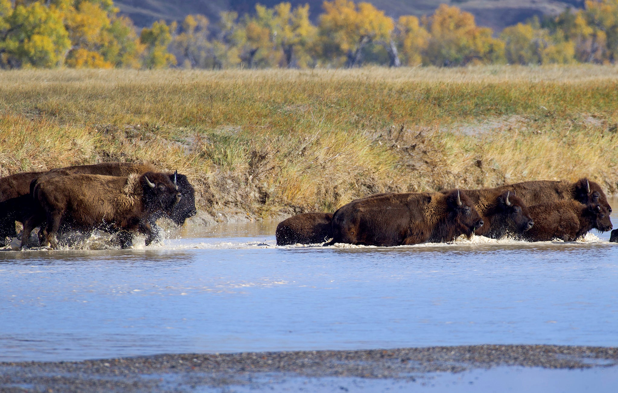 Bison River Crossing