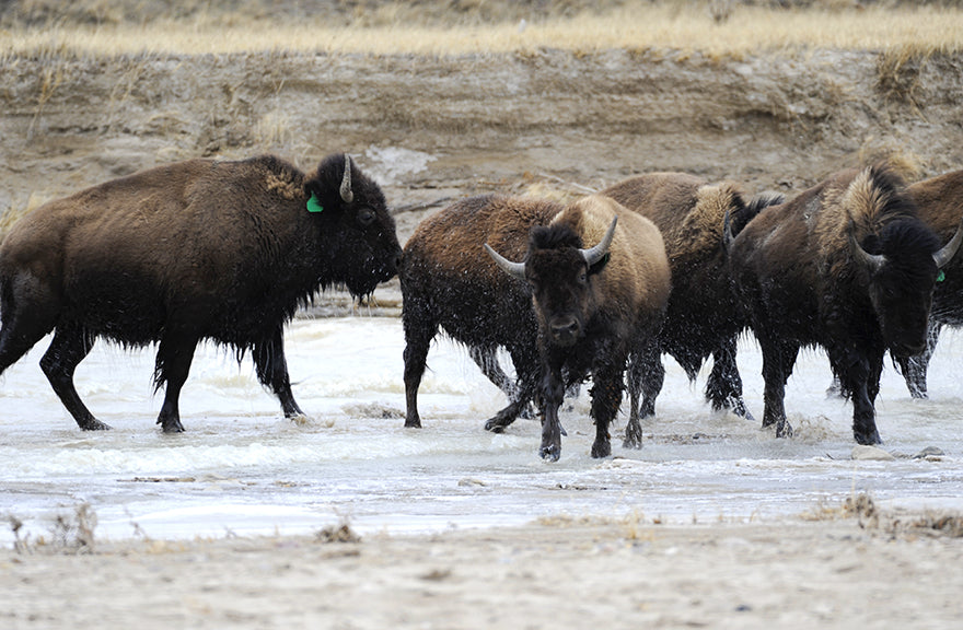 wet buffalo emerging from the cheyenne river