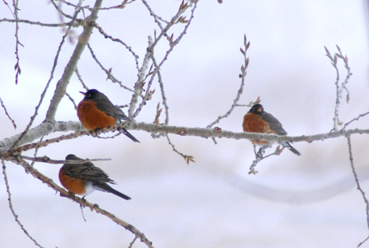 birds in a snowy tree