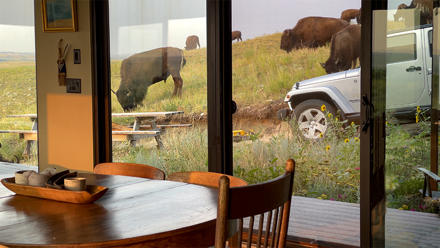 Bison outside of prairie house