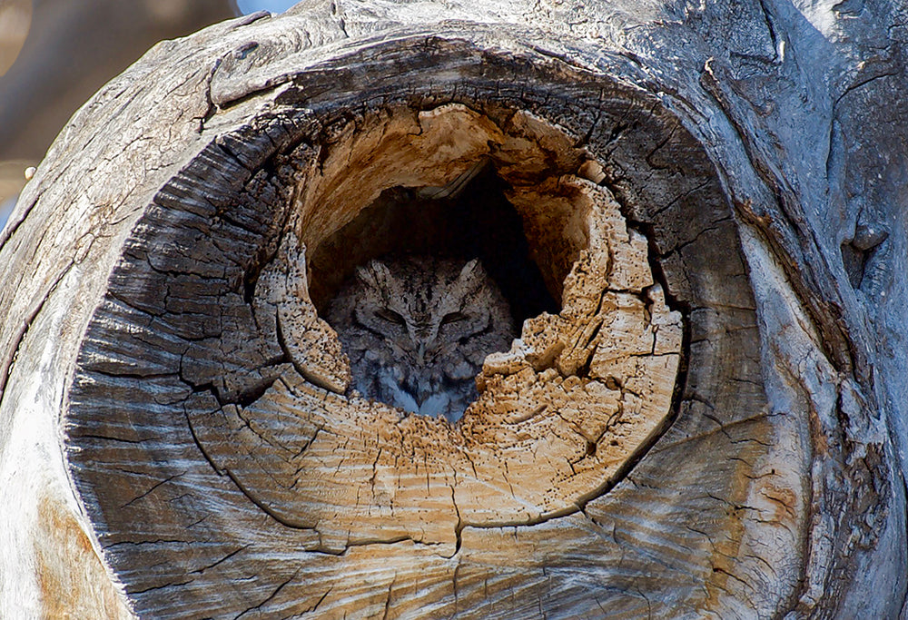 Screech Owl in a log