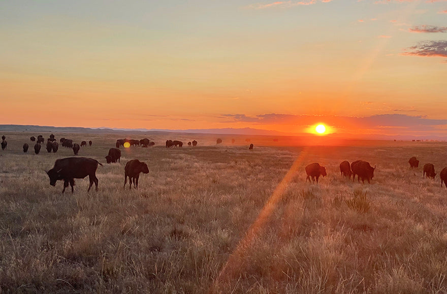 Bison Herd at Sunset