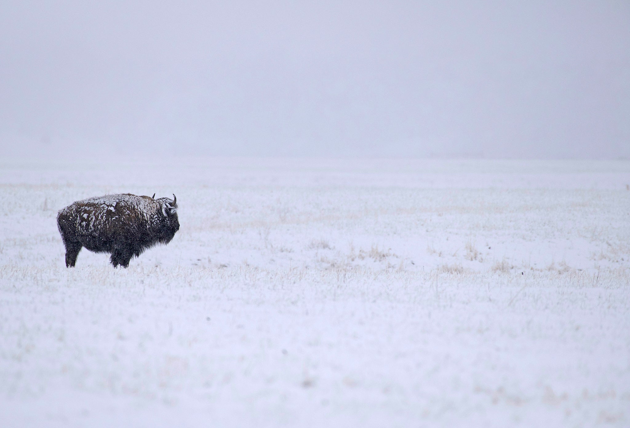 lone buffalo covered in snow on the prairie