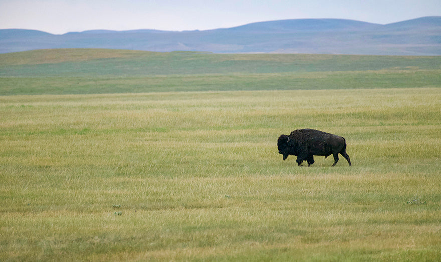 Buffalo walking across prairie